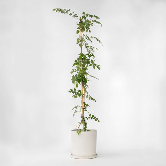 Climbers Trompetenkletterer - Campis Radicans 'Flava' - Höhe 110-120Cm - ⌀17Cm 