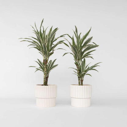 Other Green Houseplants Drachenbaum - 2 Stk - Dracaena Deremensis 'White Stripe' - Höhe 60-70Cm - ⌀17Cm 
