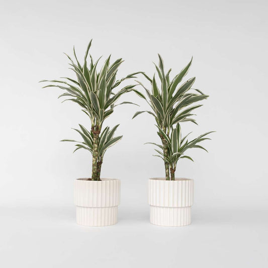 Other Green Houseplants Drachenbaum - 2 Stk - Dracaena Deremensis 'White Stripe' - Höhe 60-70Cm - ⌀17Cm 