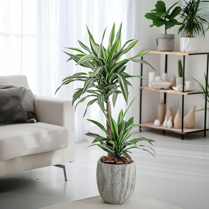 Other Green Houseplants Drachenbaum - 2 Stk - Dracaena Deremensis 'White Stripe' - Höhe 60-70Cm - ⌀17Cm 