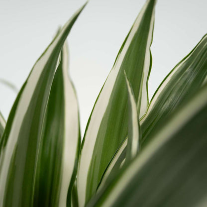 Other Green Houseplants Drachenbaum - 2 Stk - Dracaena Deremensis 'White Stripe' - Höhe 60-70Cm - ⌀17Cm 