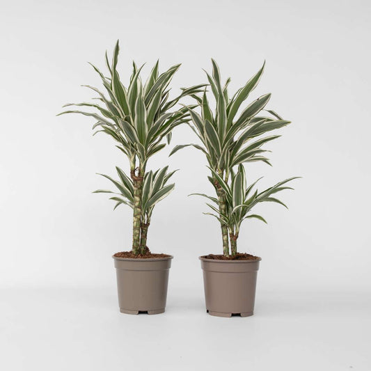 Other Green Houseplants Drachenbaum - 2 Stk - Dracaena Deremensis 'White Stripe' - Höhe 60-70Cm - ⌀17Cm 