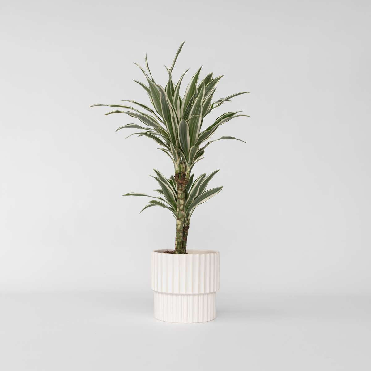 Dracaena Drachenbaum - Dracaena Deremensis 'White Stripe' - Höhe 60-70Cm - ⌀17Cm 