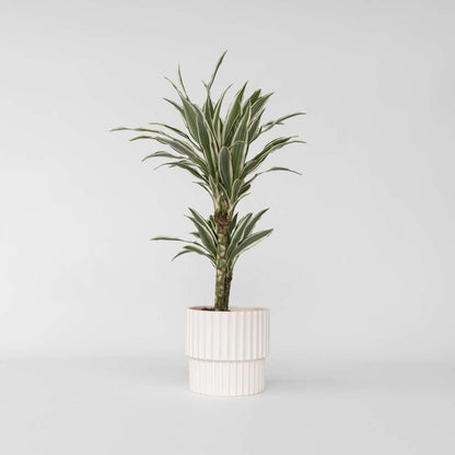Dracaena Drachenbaum - Dracaena Deremensis 'White Stripe' - Höhe 60-70Cm - ⌀17Cm 