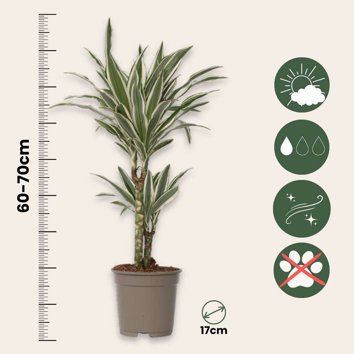 Dracaena Drachenbaum - Dracaena Deremensis 'White Stripe' - Höhe 60-70Cm - ⌀17Cm 