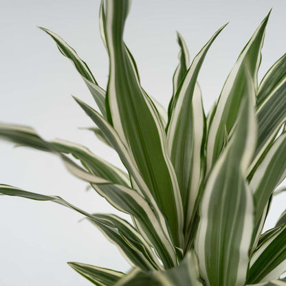 Dracaena Drachenbaum - Dracaena Deremensis 'White Stripe' - Höhe 60-70Cm - ⌀17Cm 