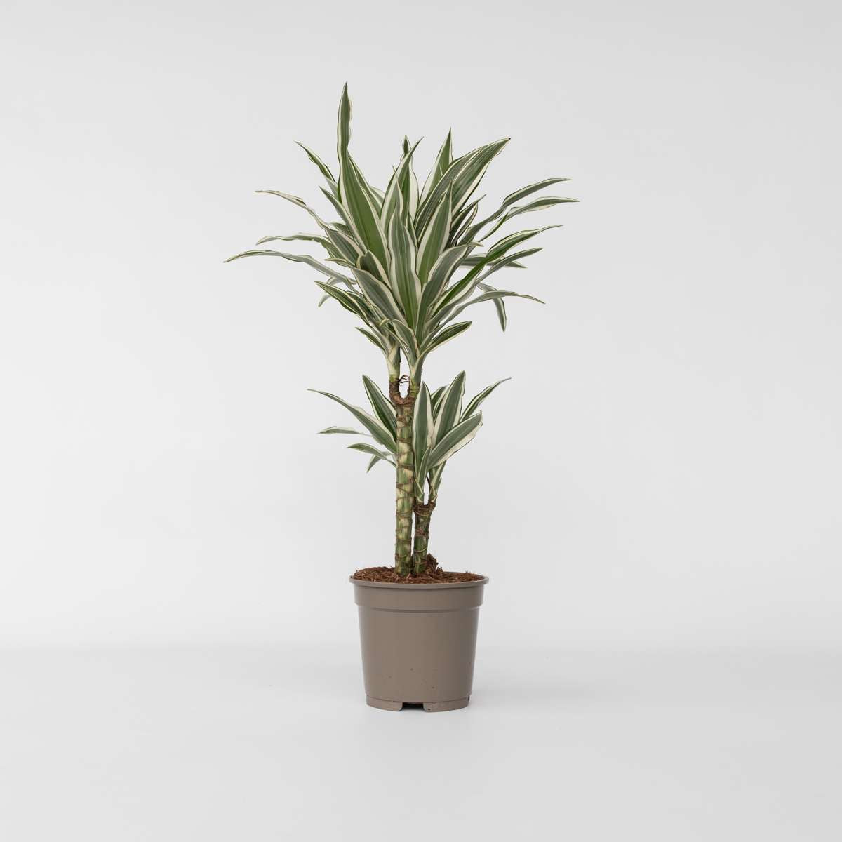 Dracaena Drachenbaum - Dracaena Deremensis 'White Stripe' - Höhe 60-70Cm - ⌀17Cm 
