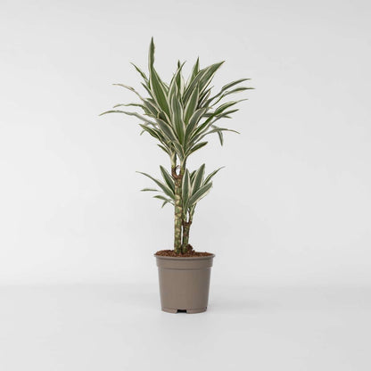 Dracaena Drachenbaum - Dracaena Deremensis 'White Stripe' - Höhe 60-70Cm - ⌀17Cm 