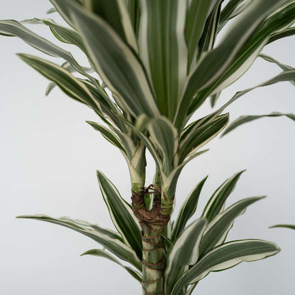 Dracaena Drachenbaum - Dracaena Deremensis 'White Stripe' - Höhe 60-70Cm - ⌀17Cm 