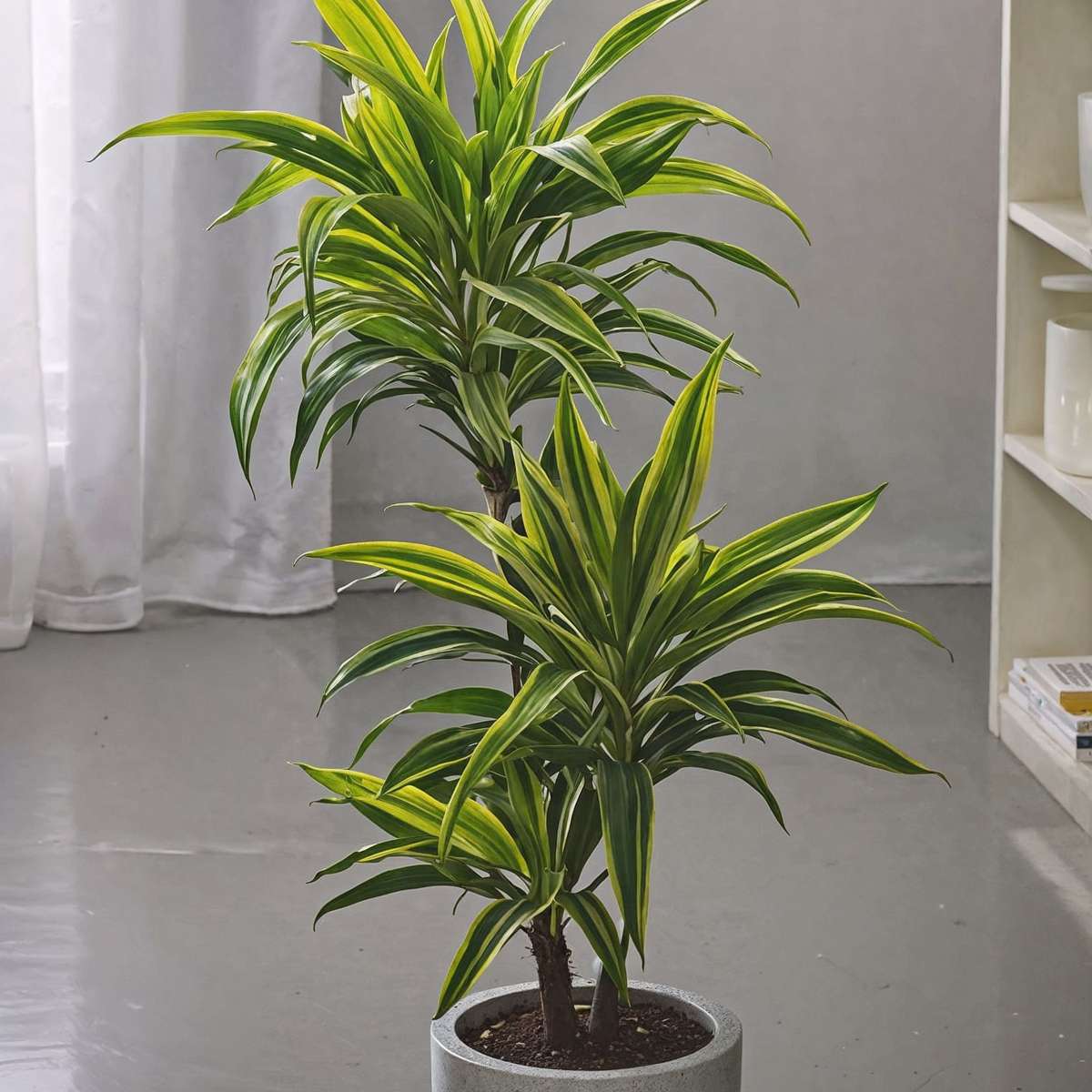 Dracaena Drachenbaum - 2 Stk - Dracaena Deremensis 'Lemon Lime' - Höhe 60-70Cm - ⌀17Cm 
