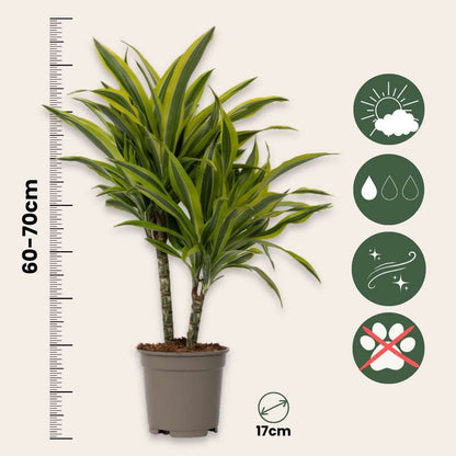 Dracaena Drachenbaum - 2 Stk - Dracaena Deremensis 'Lemon Lime' - Höhe 60-70Cm - ⌀17Cm 