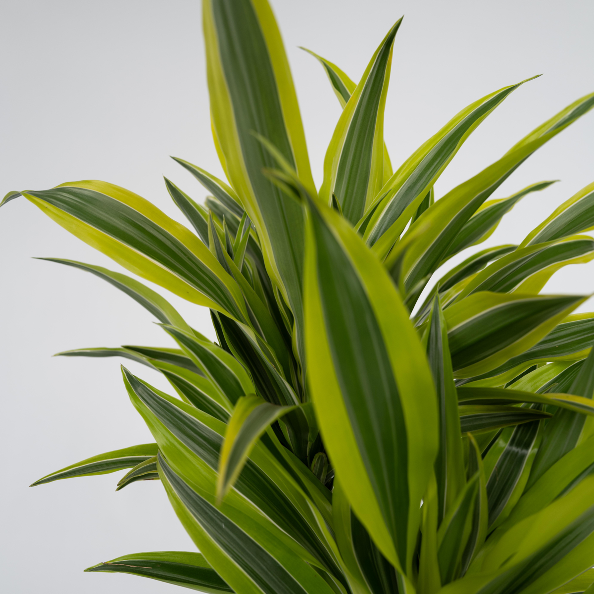 Dracaena Drachenbaum - 2 Stk - Dracaena Deremensis 'Lemon Lime' - Höhe 60-70Cm - ⌀17Cm 