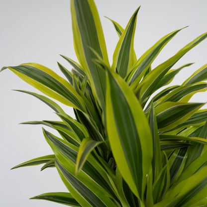 Dracaena Drachenbaum - 2 Stk - Dracaena Deremensis 'Lemon Lime' - Höhe 60-70Cm - ⌀17Cm 