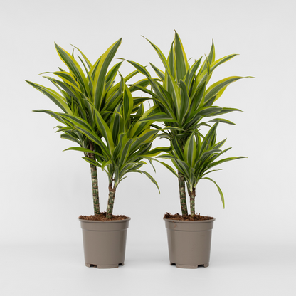 Dracaena Drachenbaum - 2 Stk - Dracaena Deremensis 'Lemon Lime' - Höhe 60-70Cm - ⌀17Cm 