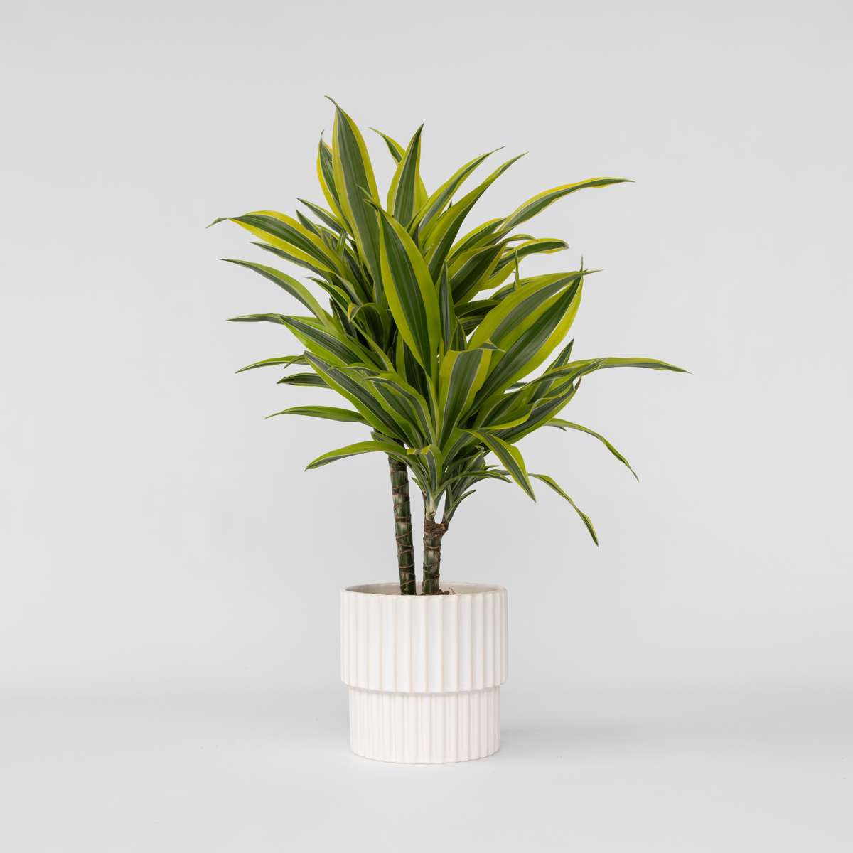 Dracaena Drachenbaum - Dracaena Deremensis 'Lemon Lime' - Höhe 60-70Cm - ⌀17Cm 