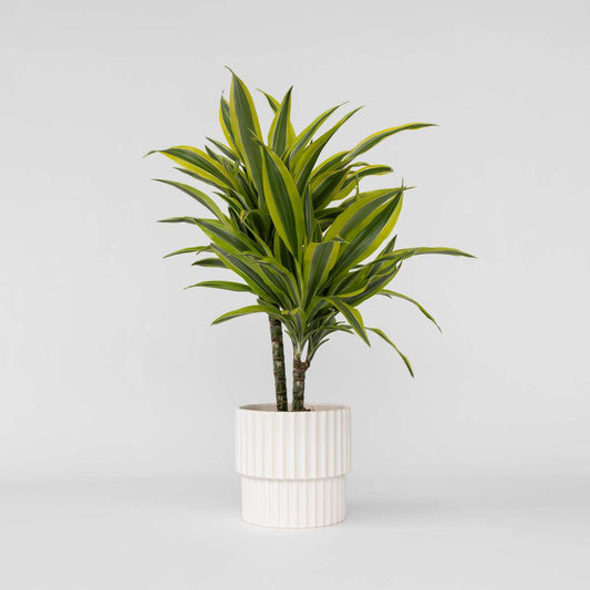 Dracaena Drachenbaum - Dracaena Deremensis 'Lemon Lime' - Höhe 60-70Cm - ⌀17Cm 