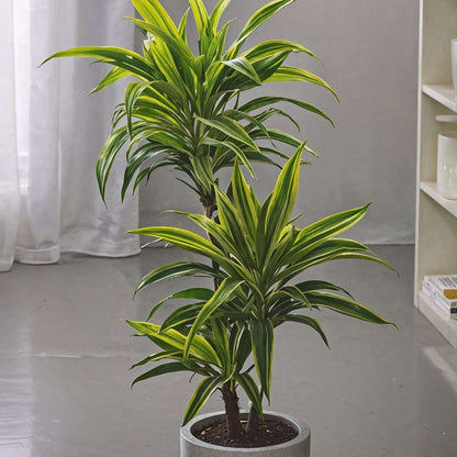 Dracaena Drachenbaum - Dracaena Deremensis 'Lemon Lime' - Höhe 60-70Cm - ⌀17Cm 