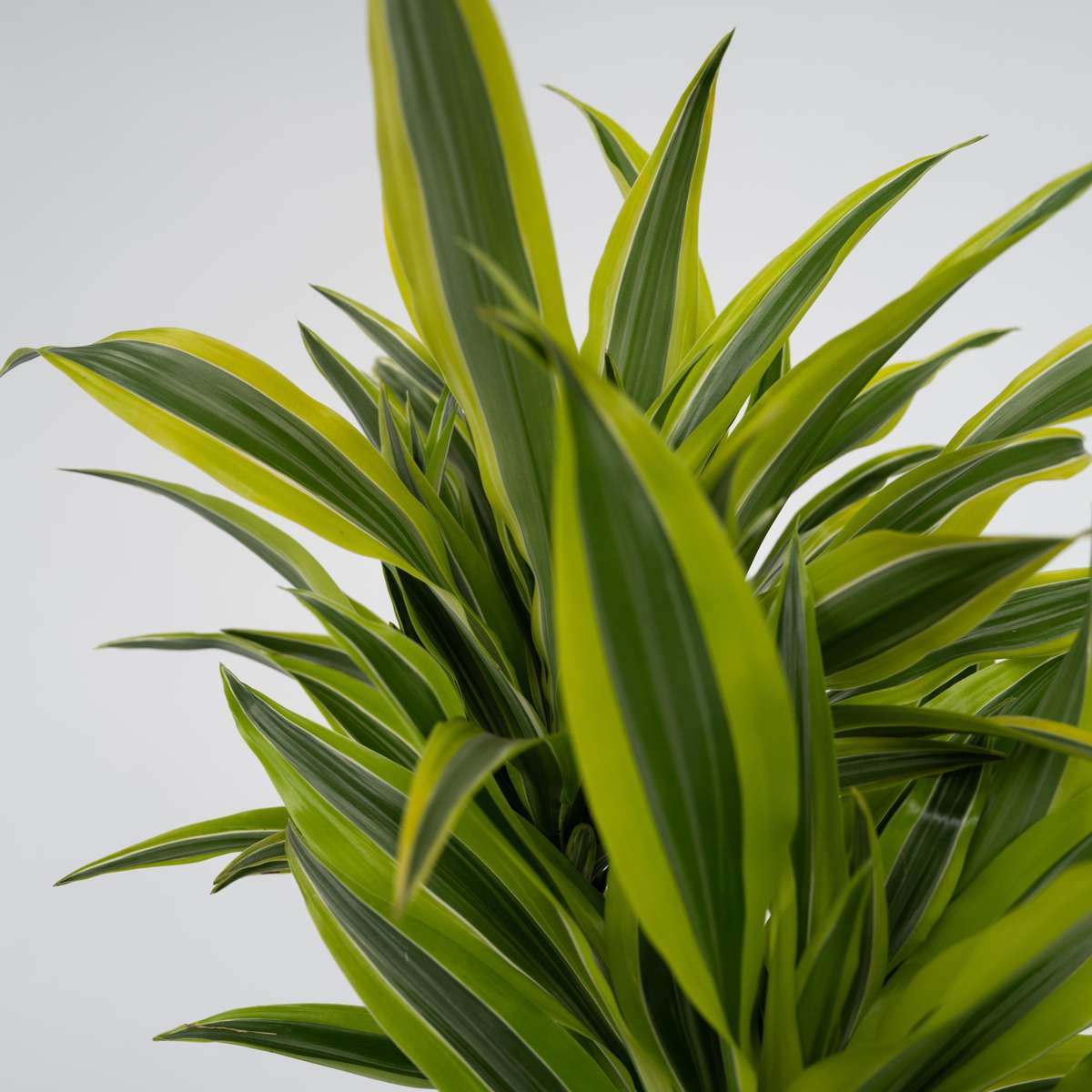 Dracaena Drachenbaum - Dracaena Deremensis 'Lemon Lime' - Höhe 60-70Cm - ⌀17Cm 