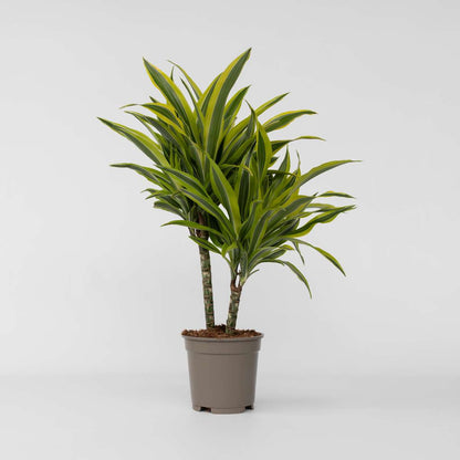 Dracaena Drachenbaum - Dracaena Deremensis 'Lemon Lime' - Höhe 60-70Cm - ⌀17Cm 