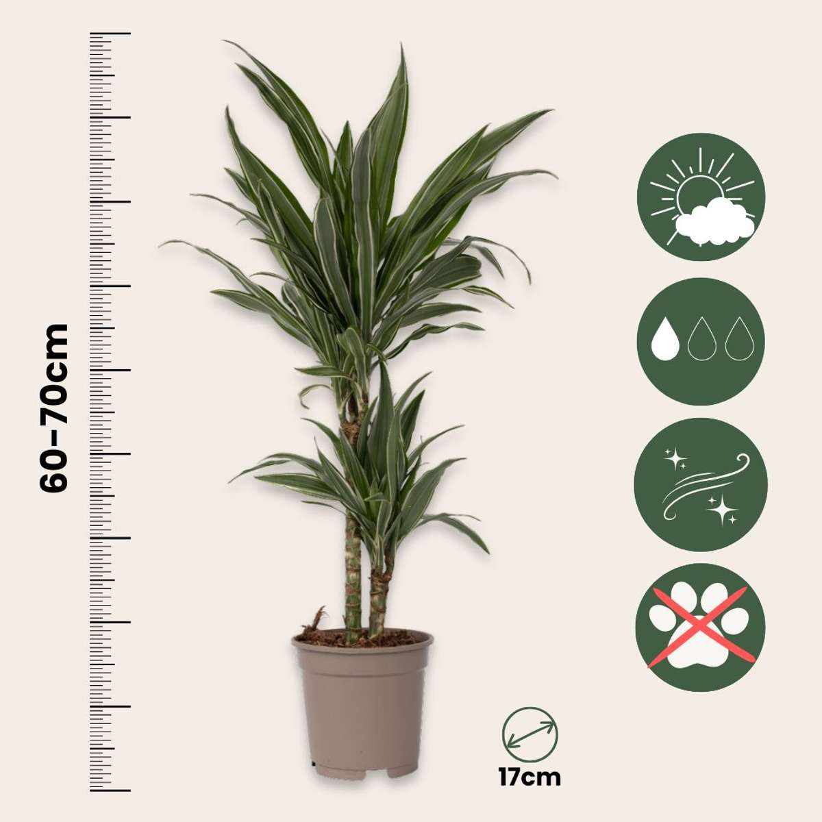 Dracaena Drachenbaum - 2 Stk - Dracaena Deremensis 'Warneckei' - Höhe 60-70Cm - ⌀17Cm 