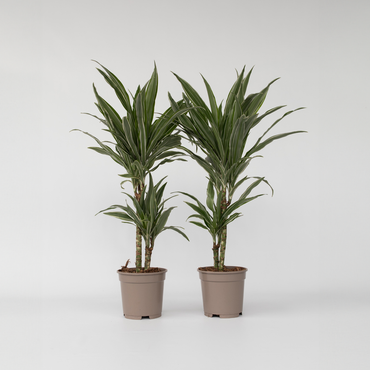 Dracaena Drachenbaum - 2 Stk - Dracaena Deremensis 'Warneckei' - Höhe 60-70Cm - ⌀17Cm 