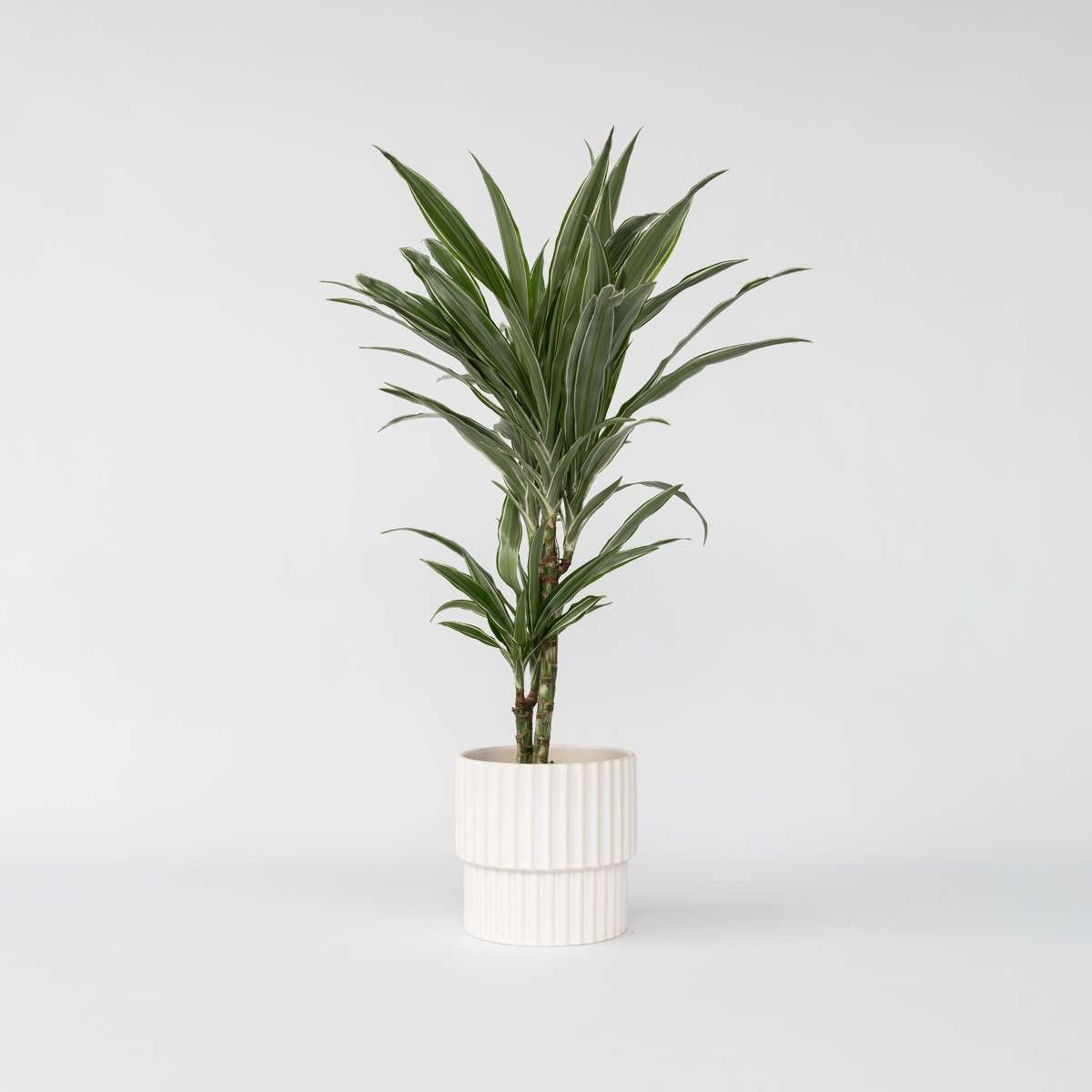 Dracaena Drachenbaum - Dracaena Deremensis 'Warneckei' - Höhe 60-70Cm - ⌀17Cm 