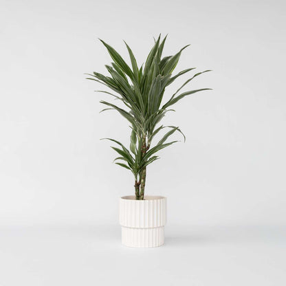 Dracaena Drachenbaum - Dracaena Deremensis 'Warneckei' - Höhe 60-70Cm - ⌀17Cm 
