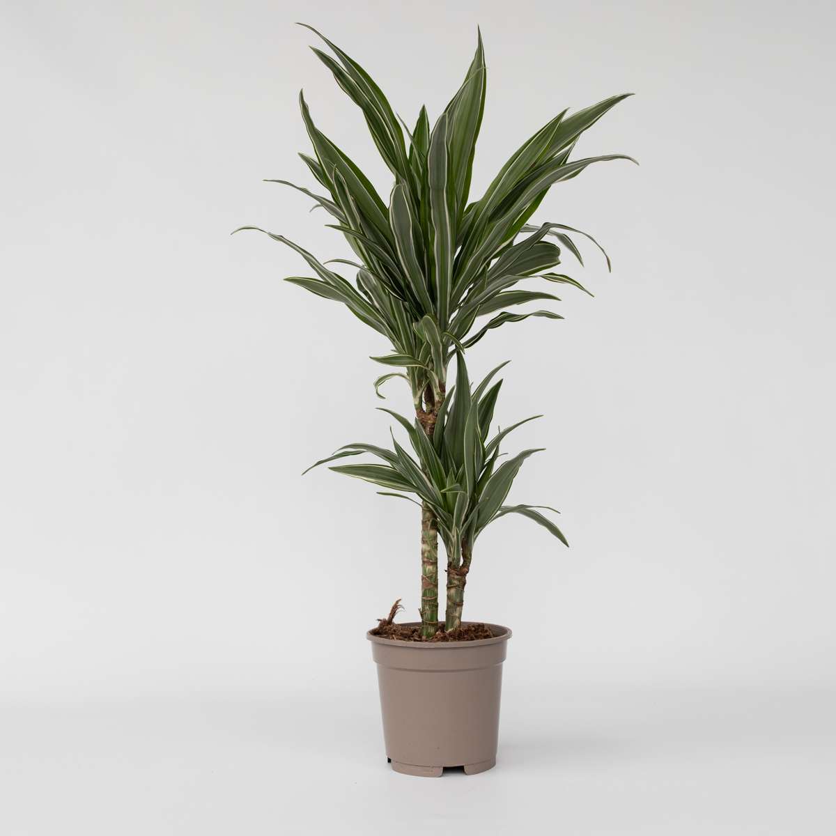 Dracaena Drachenbaum - Dracaena Deremensis 'Warneckei' - Höhe 60-70Cm - ⌀17Cm 