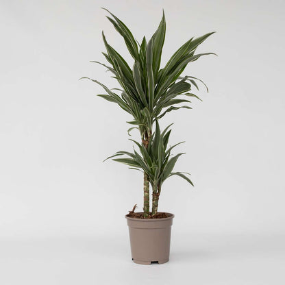 Dracaena Drachenbaum - Dracaena Deremensis 'Warneckei' - Höhe 60-70Cm - ⌀17Cm 