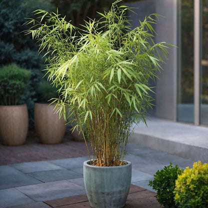 Bamboo Shrubs Bambus - 6 Stk - Fargesia Papyrifera 'Grex' - Höhe 30-40Cm - ⌀13Cm 