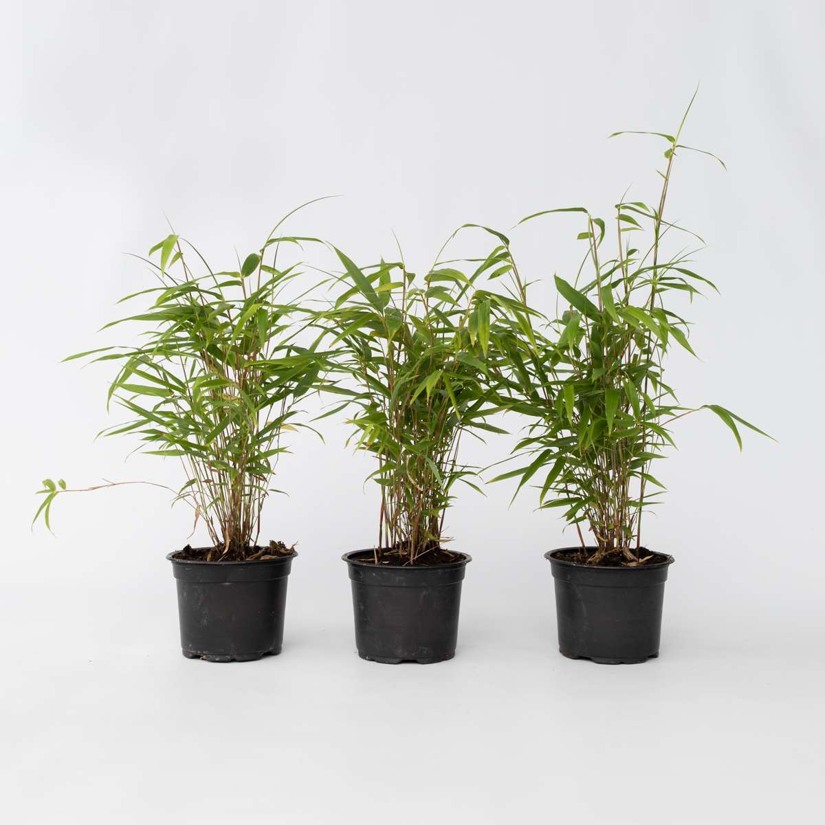 Bamboo Shrubs Bambus - 6 Stk - Fargesia Papyrifera 'Grex' - Höhe 30-40Cm - ⌀13Cm 
