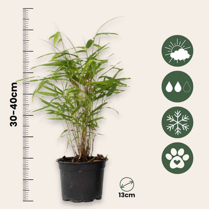 Bamboo Shrubs Bambus - 3 Stk - Fargesia Papyrifera 'Grex' - Höhe 30-40Cm - ⌀13Cm 