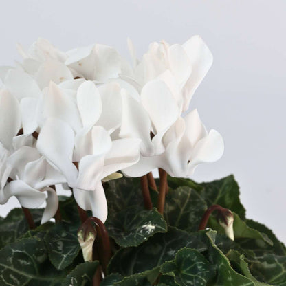 Other Garden Plants Alpenveilchen - 6 Stk - Cyclamen Persicum 'Metis White' - Höhe 10-20Cm - ⌀9Cm 