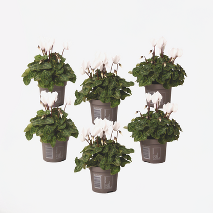 Other Garden Plants Alpenveilchen - 6 Stk - Cyclamen Persicum 'Metis White' - Höhe 10-20Cm - ⌀9Cm 