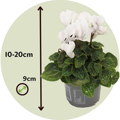 Other Garden Plants Alpenveilchen - 3 Stk - Cyclamen Persicum 'Metis White' - Höhe 10-20Cm - ⌀9Cm 