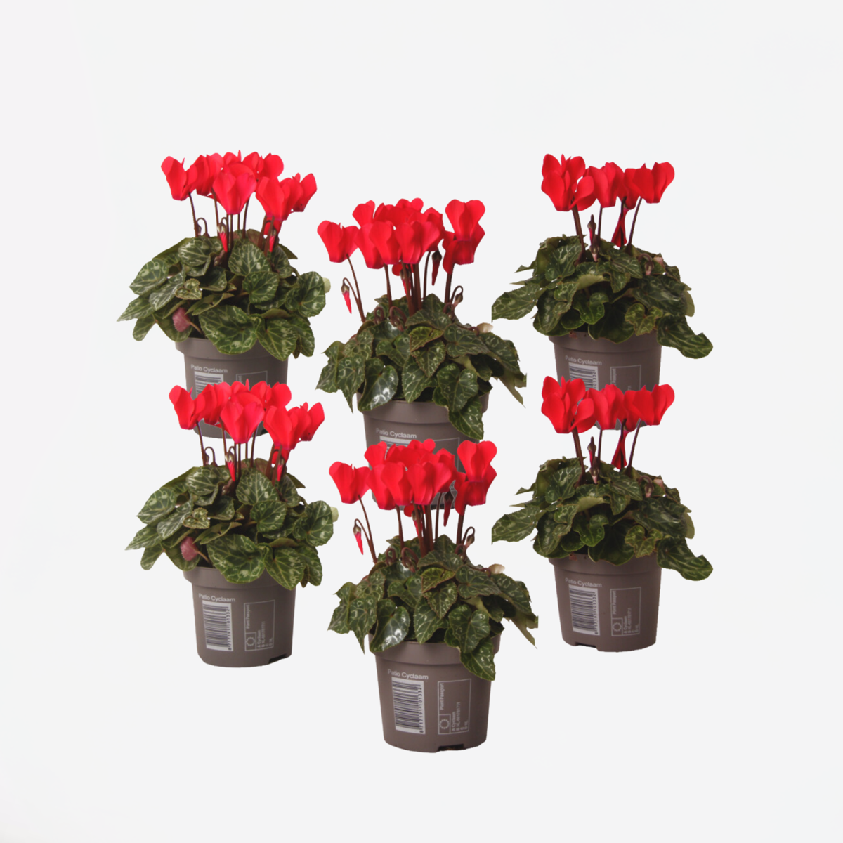 Other Garden Plants Alpenveilchen - 6 Stk - Cyclamen Persicum Winfall Scarlet - Höhe 10-20Cm - ⌀9Cm 