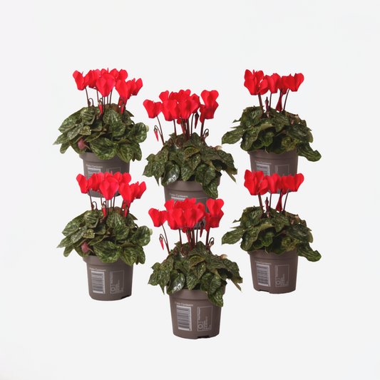 Other Garden Plants Alpenveilchen - 6 Stk - Cyclamen Persicum Winfall Scarlet - Höhe 10-20Cm - ⌀9Cm 