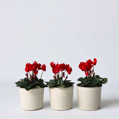 Other Garden Plants Alpenveilchen - 3 Stk - Cyclamen Persicum Winfall Scarlet - Höhe 10-20Cm - ⌀9Cm 