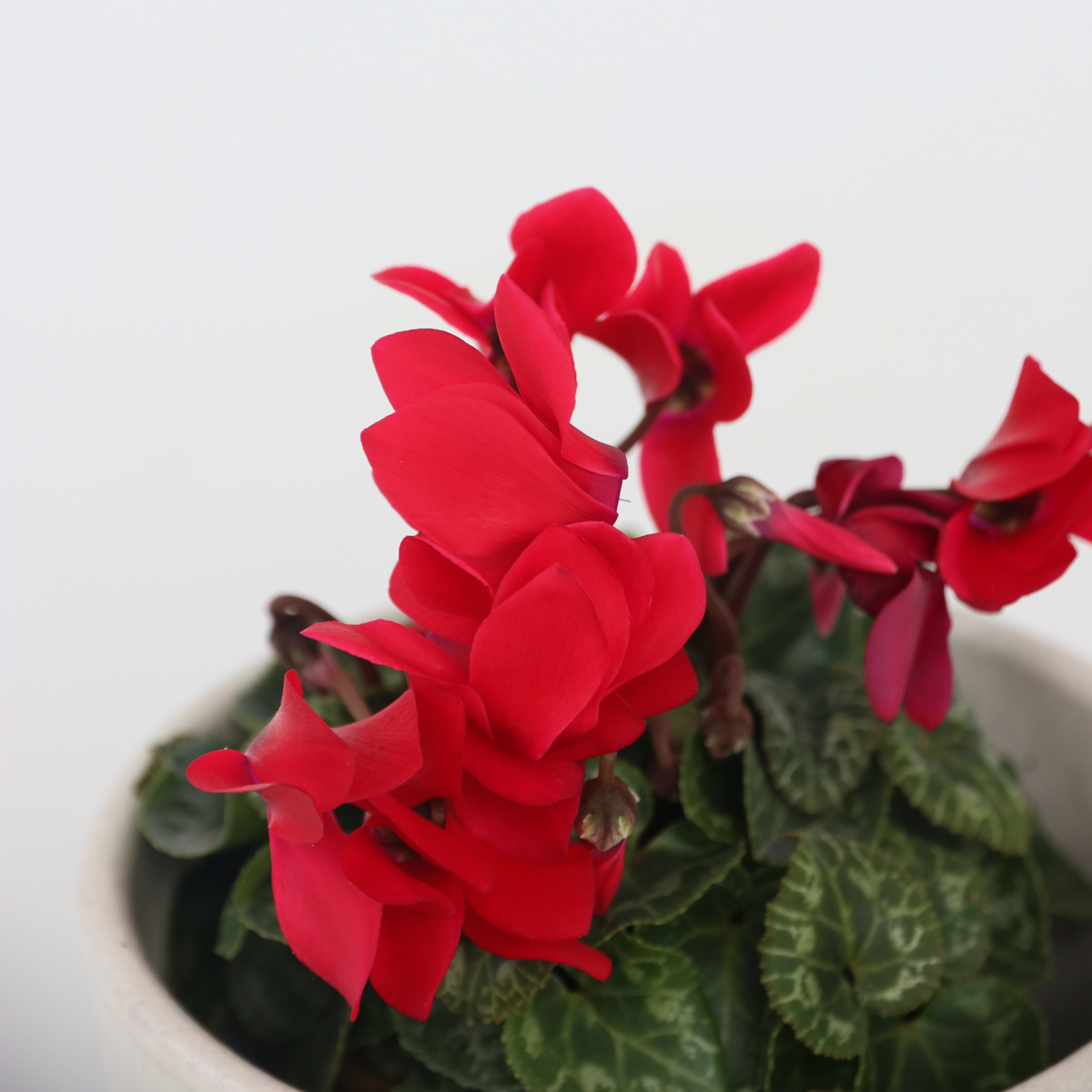 Other Garden Plants Alpenveilchen - 3 Stk - Cyclamen Persicum Winfall Scarlet - Höhe 10-20Cm - ⌀9Cm 