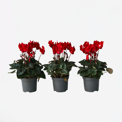 Other Garden Plants Alpenveilchen - 3 Stk - Cyclamen Persicum Winfall Scarlet - Höhe 10-20Cm - ⌀9Cm 