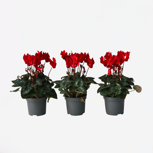 Other Garden Plants Alpenveilchen - 3 Stk - Cyclamen Persicum Winfall Scarlet - Höhe 10-20Cm - ⌀9Cm 