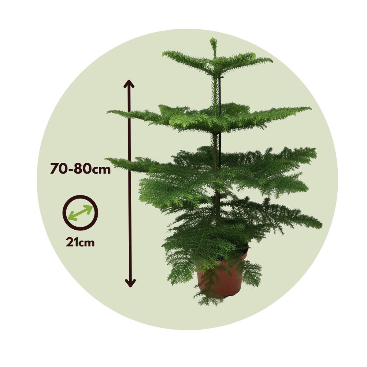 Other Green Houseplants Norfolktanne - Araucaria Heterophylla - Höhe 70-80Cm - ⌀21Cm 