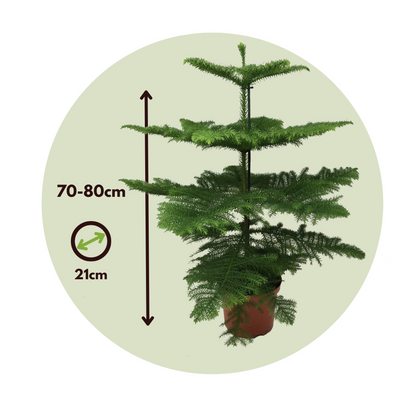 Other Green Houseplants Norfolktanne - Araucaria Heterophylla - Höhe 70-80Cm - ⌀21Cm 