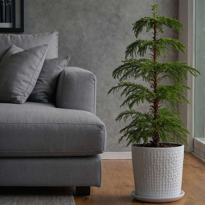 Other Green Houseplants Norfolktanne - Araucaria Heterophylla - Höhe 70-80Cm - ⌀21Cm 