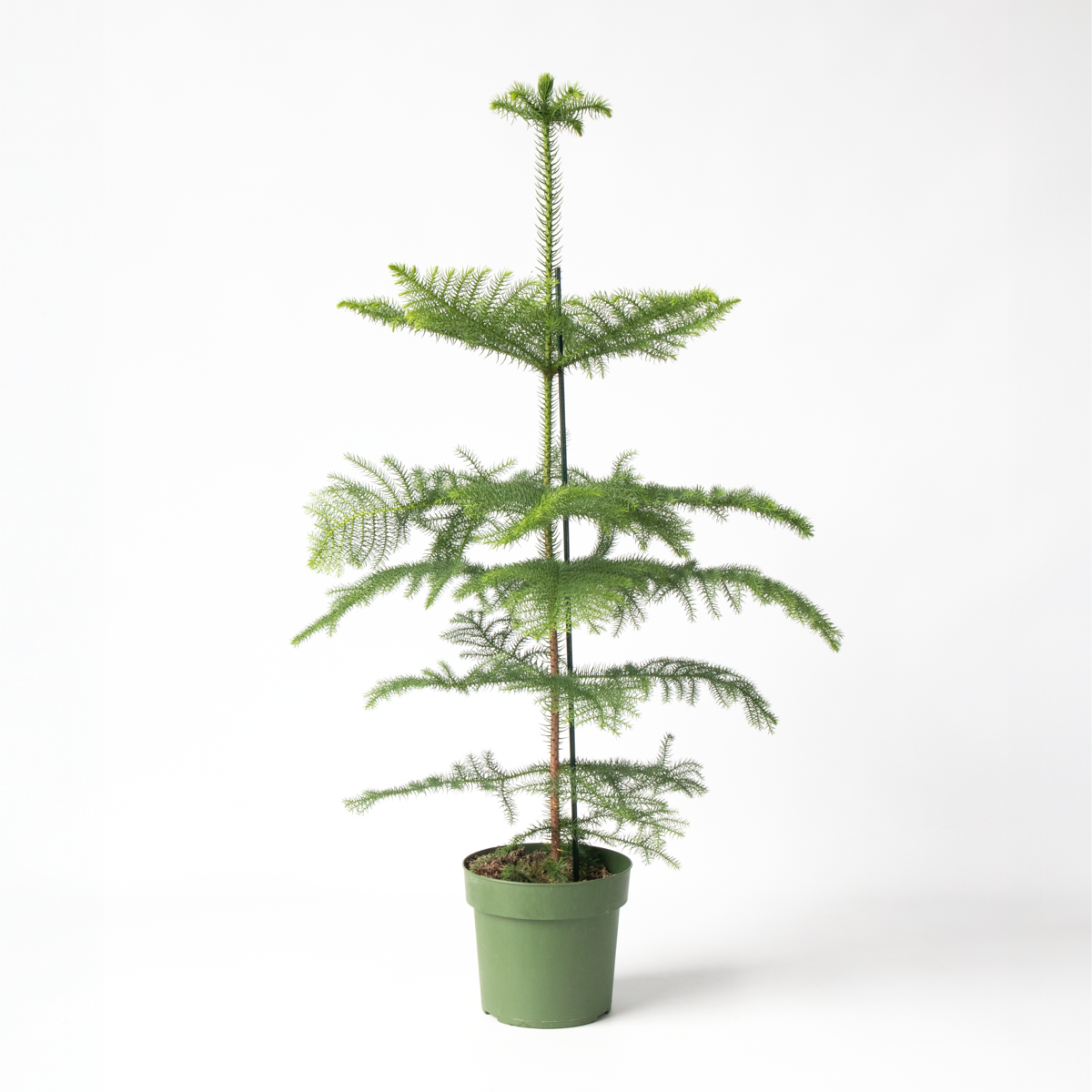 Other Green Houseplants Norfolktanne - Araucaria Heterophylla - Höhe 70-80Cm - ⌀21Cm 