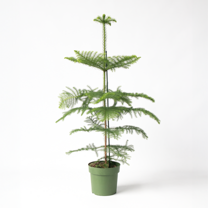 Other Green Houseplants Norfolktanne - Araucaria Heterophylla - Höhe 70-80Cm - ⌀21Cm 