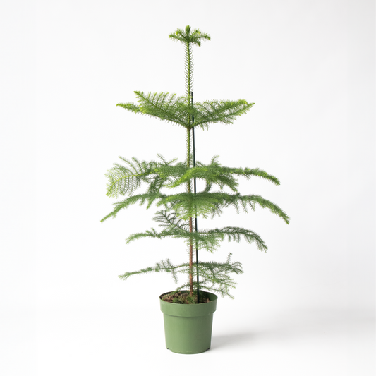 Other Green Houseplants Norfolktanne - Araucaria Heterophylla - Höhe 70-80Cm - ⌀21Cm 