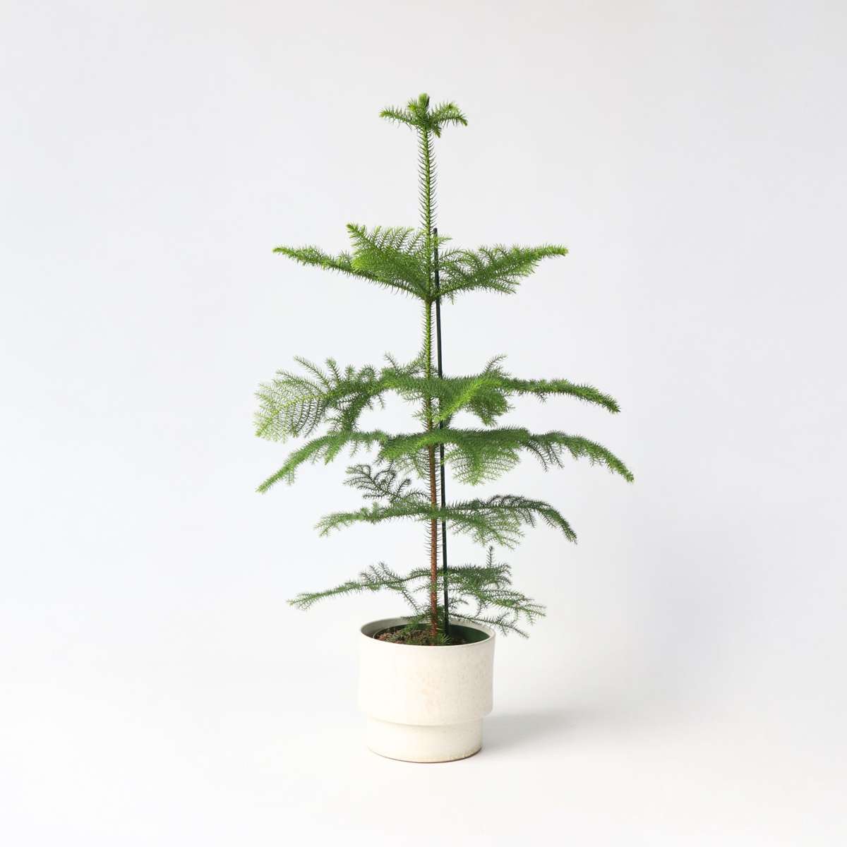 Other Green Houseplants Norfolktanne - Araucaria Heterophylla - Höhe 70-80Cm - ⌀21Cm 