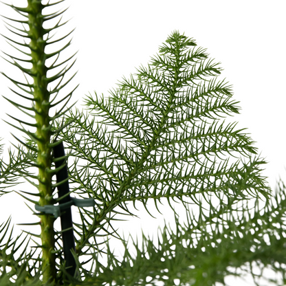 Other Green Houseplants Norfolktanne - Araucaria Heterophylla - Höhe 50-60Cm - ⌀17Cm 