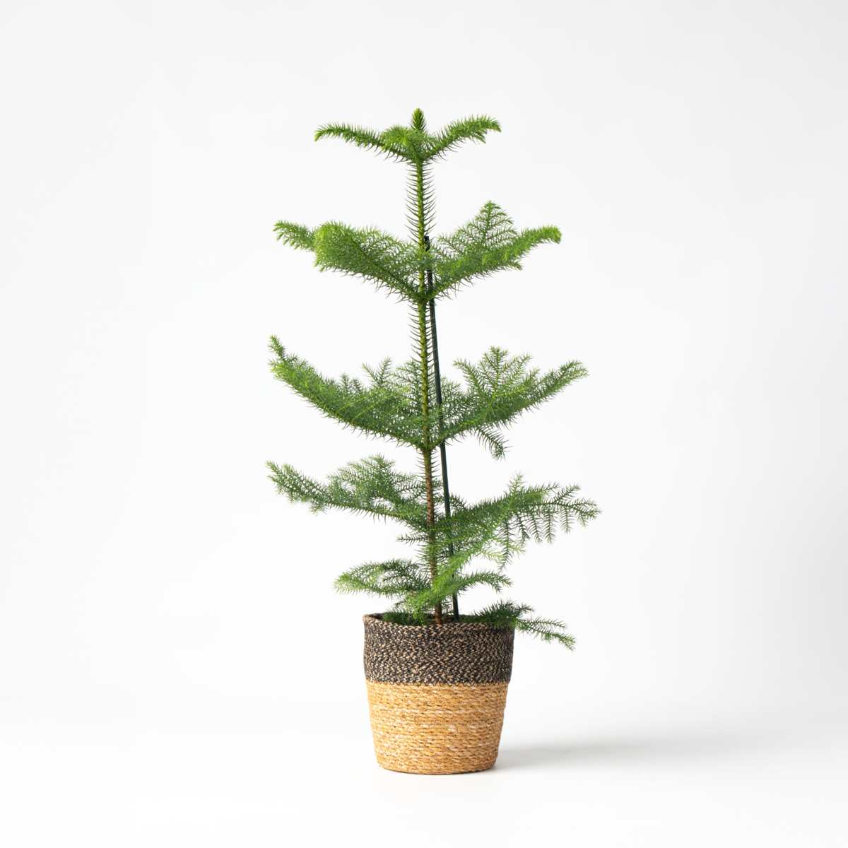 Other Green Houseplants Norfolktanne - Araucaria Heterophylla - Höhe 50-60Cm - ⌀17Cm 